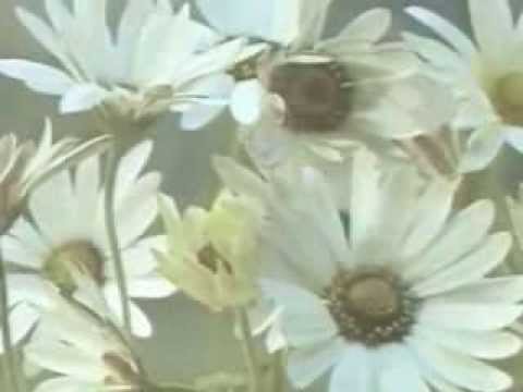 Движение растений