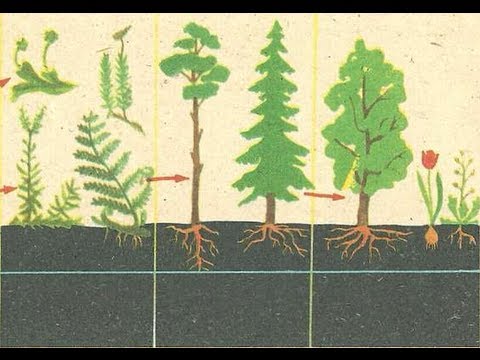 Растительные сообщества