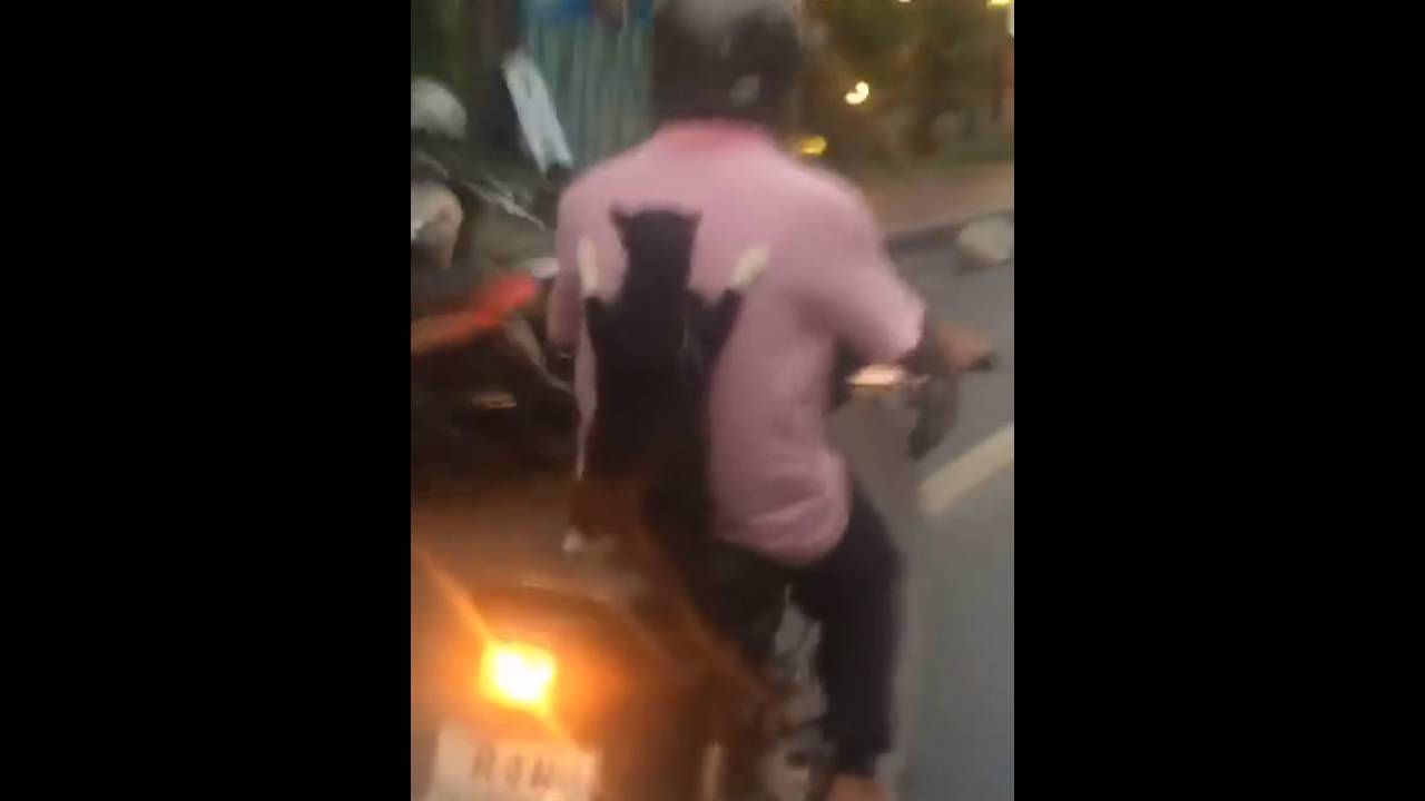 Котик едет на мопеде