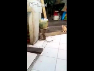 Крысиные бои. Внимание на кота