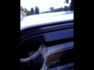 Собака автомобиляка