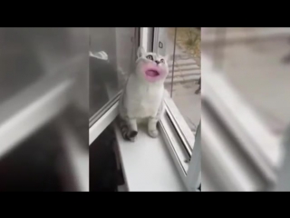 Смешная вирусная реклама кошачьего корма. (ВНИМАНИЕ: Нецензурная лексика)