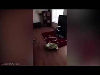 Собака принимает невинный вид
