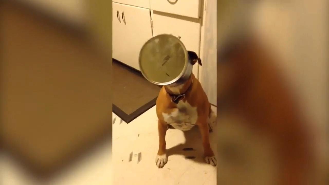Музыкальный пес
