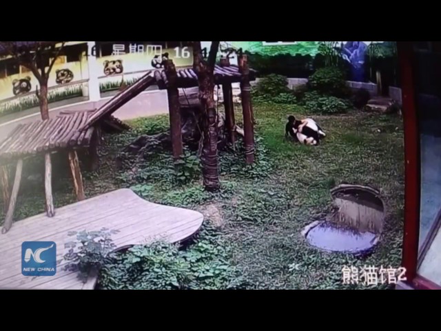 Нападение панды на человека попало на видео