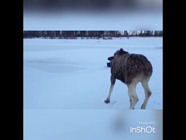 Спасение лосишки