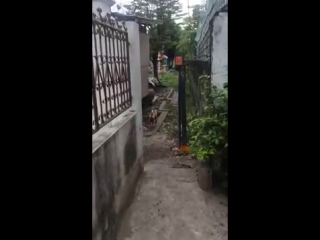 Собака не стала есть угощение
