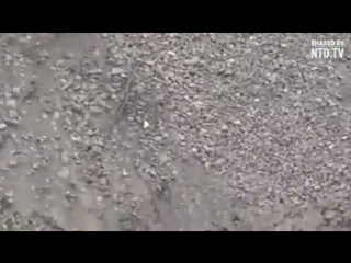 Кошка спасает щенка