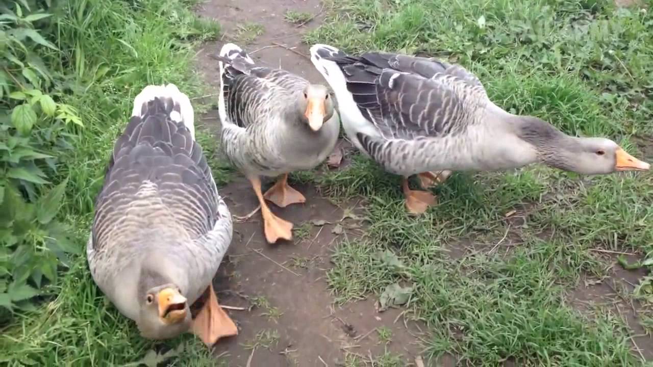 НУ ОЧЕНЬ СМЕШНЫЕ ЖИВОТНЫЕ