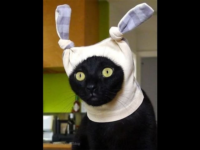 12 минут смеха! Новые приколы про животных! 12 minutes of laughter! New jokes about animals!