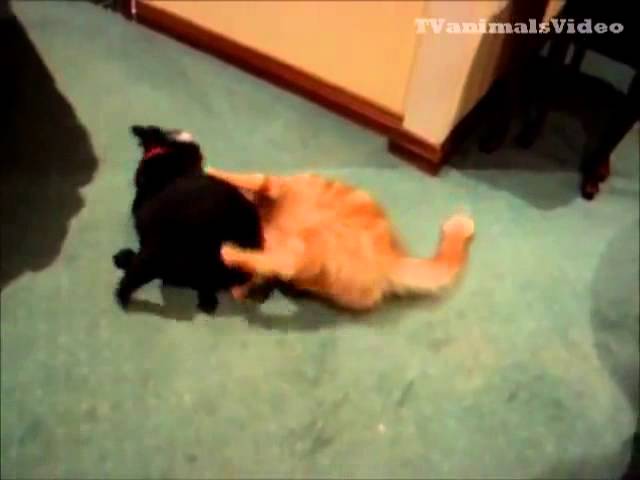 Веселые бои кошек и собак