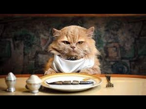 Приколы про животных с озвучкой 2017