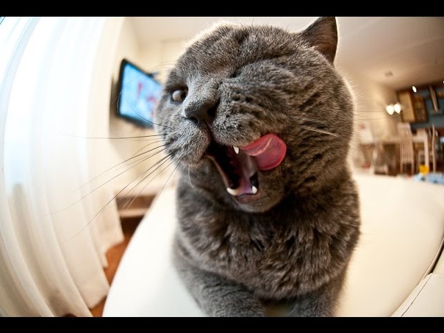 ПРИКОЛЫ С КОТАМИ 2017 СМЕШНЫЕ КОТЫ ПРИКОЛЫ С КОШКАМИ смешные кошки  про животных ТОПовая подборка