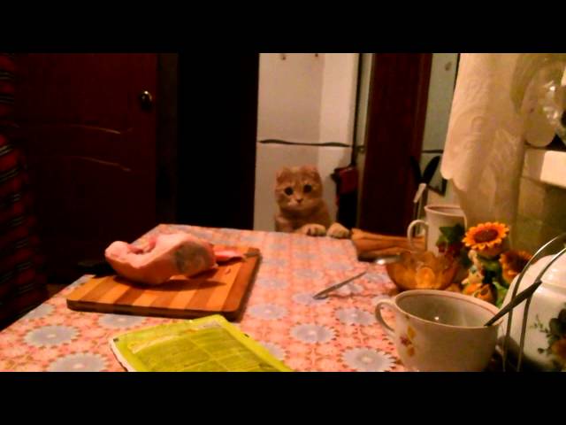 Хитрый кот (операция мясо)