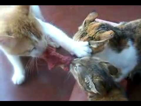Коты Делят Кусок Мяса! Перетягивание кто кого! Прикол!