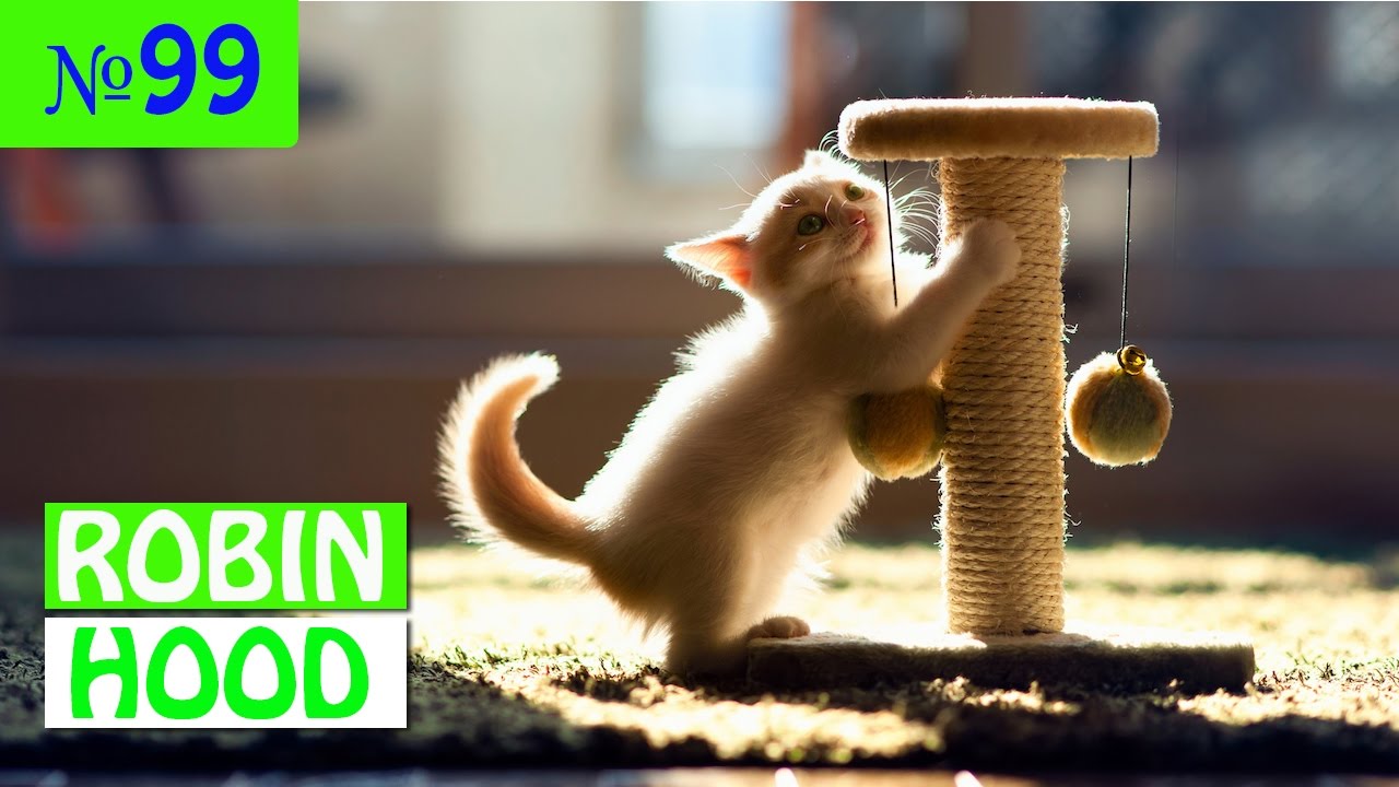 ПРИКОЛЫ 2017 с животными. Смешные Коты, Собаки, Попугаи // Funny Dogs Cats Compilation. Май №99
