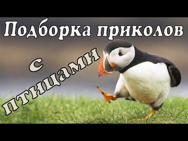 Приколы с птицами | Веселые птицы | Смешные птицы