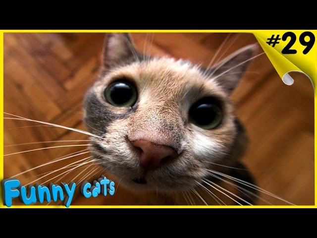Смешные коты и кошки 2016 Приколы с котами и кошками 2016