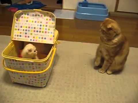 Вислоухая в шоке! Ей подкинули котенка!