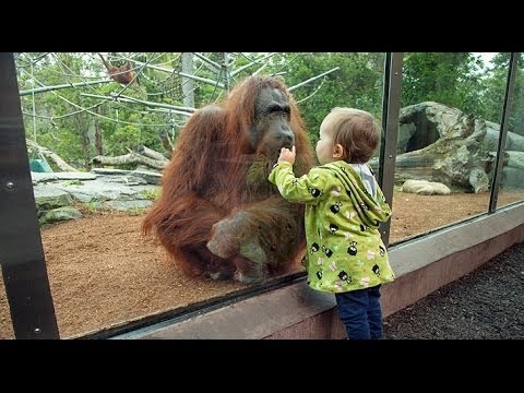 Дети и дикие животные - настоящее зоо видео животных  Подборка